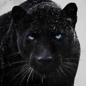 Meet your Posher, Austin